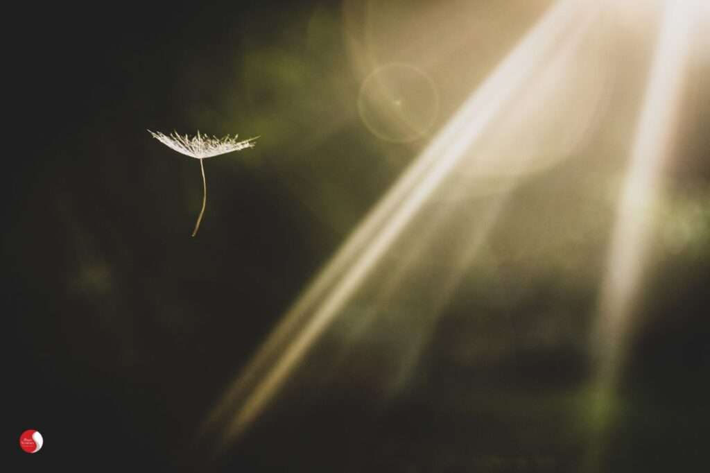 Semente leve flutuando em feixe de luz — simbolizando transformação e esperança no tratamento da ansiedade